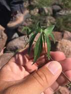 Image de Ipomoea barbatisepala A. Gray