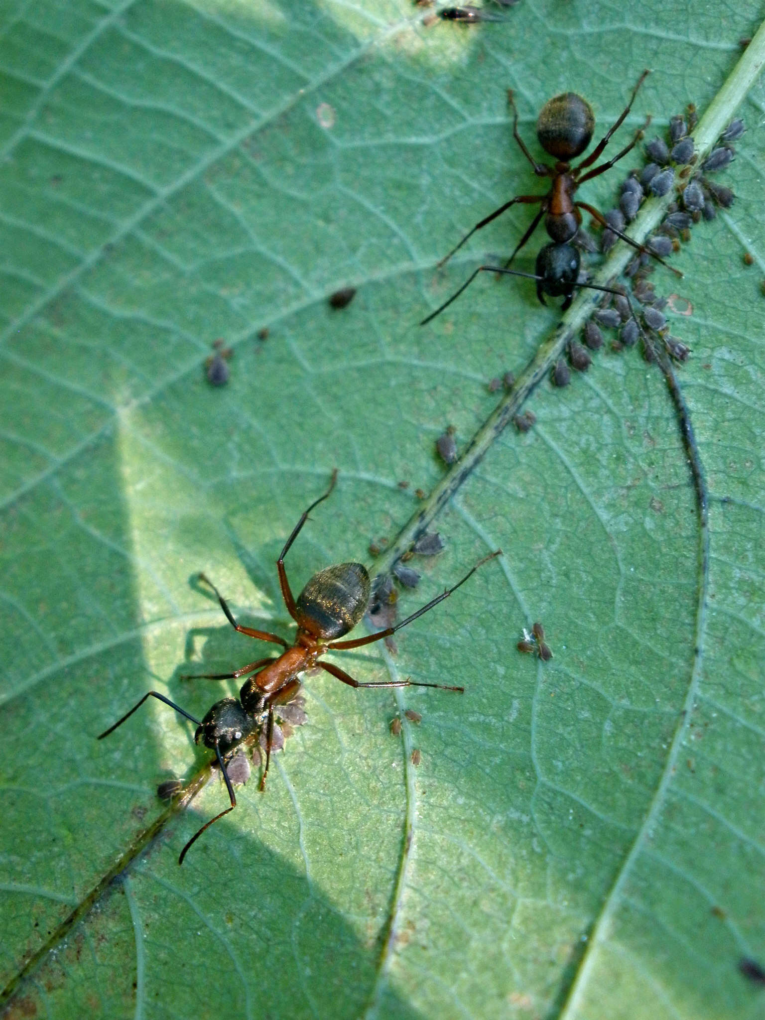 Plancia ëd Camponotus chromaiodes Bolton 1995