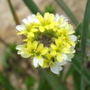 Image of Berteroa orbiculata DC.