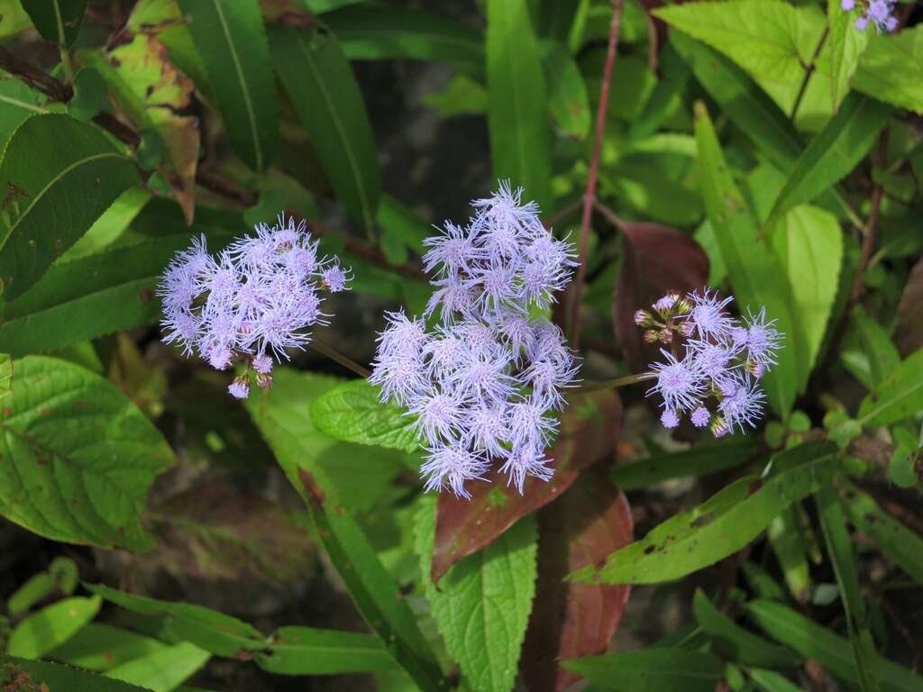 Plancia ëd Conoclinium coelestinum (L.) DC.