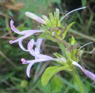 Image of Hypoestes aristata var. aristata