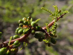 Image de Parkinsonia andicola