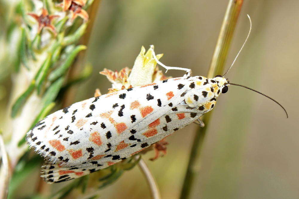 Image of crimson speckled