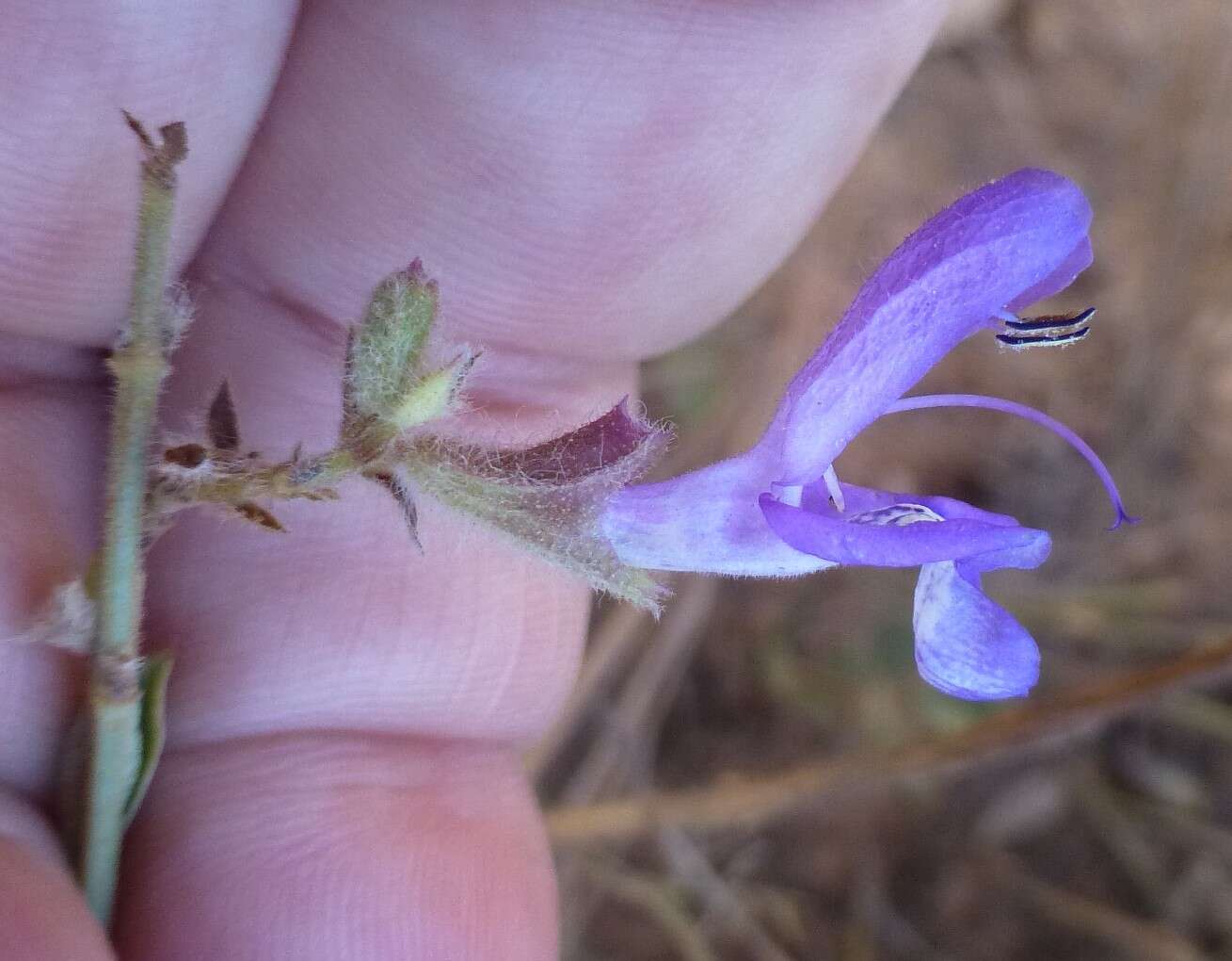 Salvia albicaulis Benth. resmi