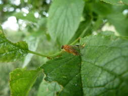 Image of Chrysopilus laetus Zetterstedt 1842