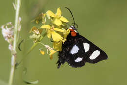 Imagem de Alypia octomaculata Fabricius 1775