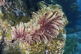 Image of Red asparagus algae