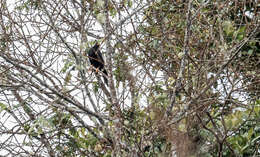 Image of Turdus serranus fuscobrunneus (Chapman 1912)