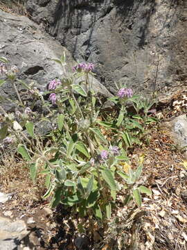 Image of Purple Jerusalem sage