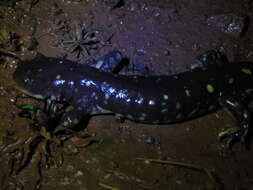 Image of Plateau Tiger Salamander