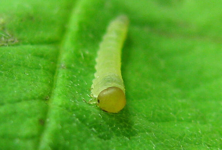 Image of Endelomyia aethiops (Fabricius)