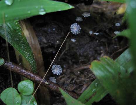 Слика од Narcissea cordispora (T. Gibbs) D. Wächt. & A. Melzer