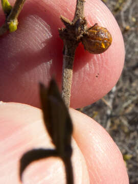 Image of Asphondylia resinosa Gagne 1990