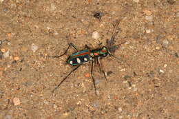 Imagem de Cicindela (Cosmodela) aurulenta Fabricius 1801