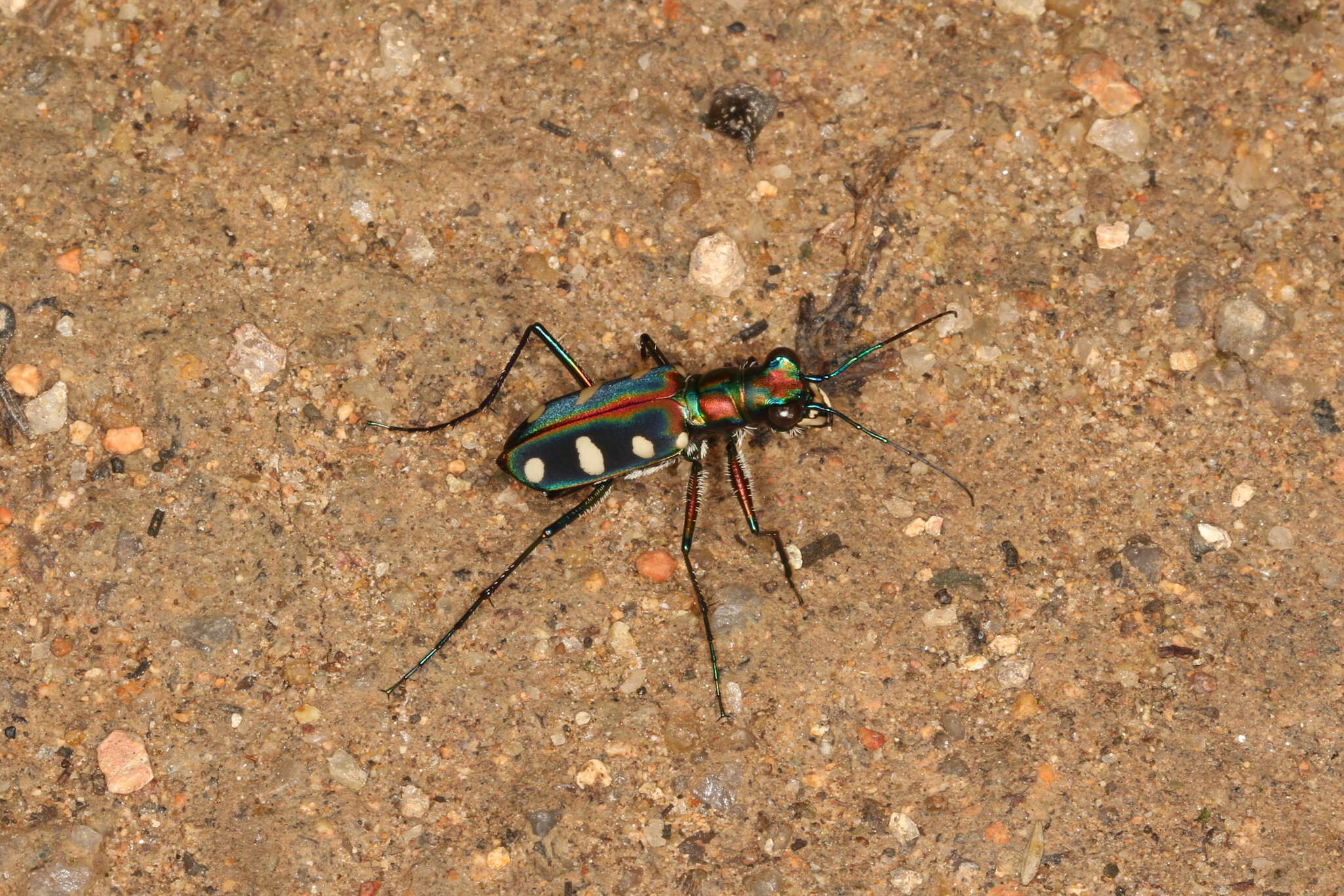 Imagem de Cicindela (Cosmodela) aurulenta Fabricius 1801