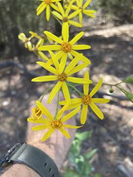 Image of Senecio velleioides A. Cunn. ex DC.