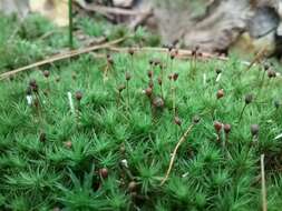 Image of Apple moss