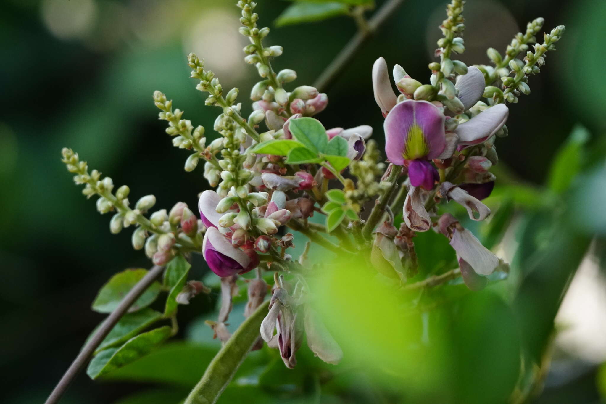 Image of Millettia nitida Benth.