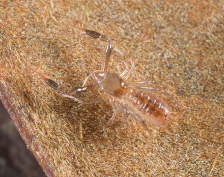 Image of Pseudochthonius