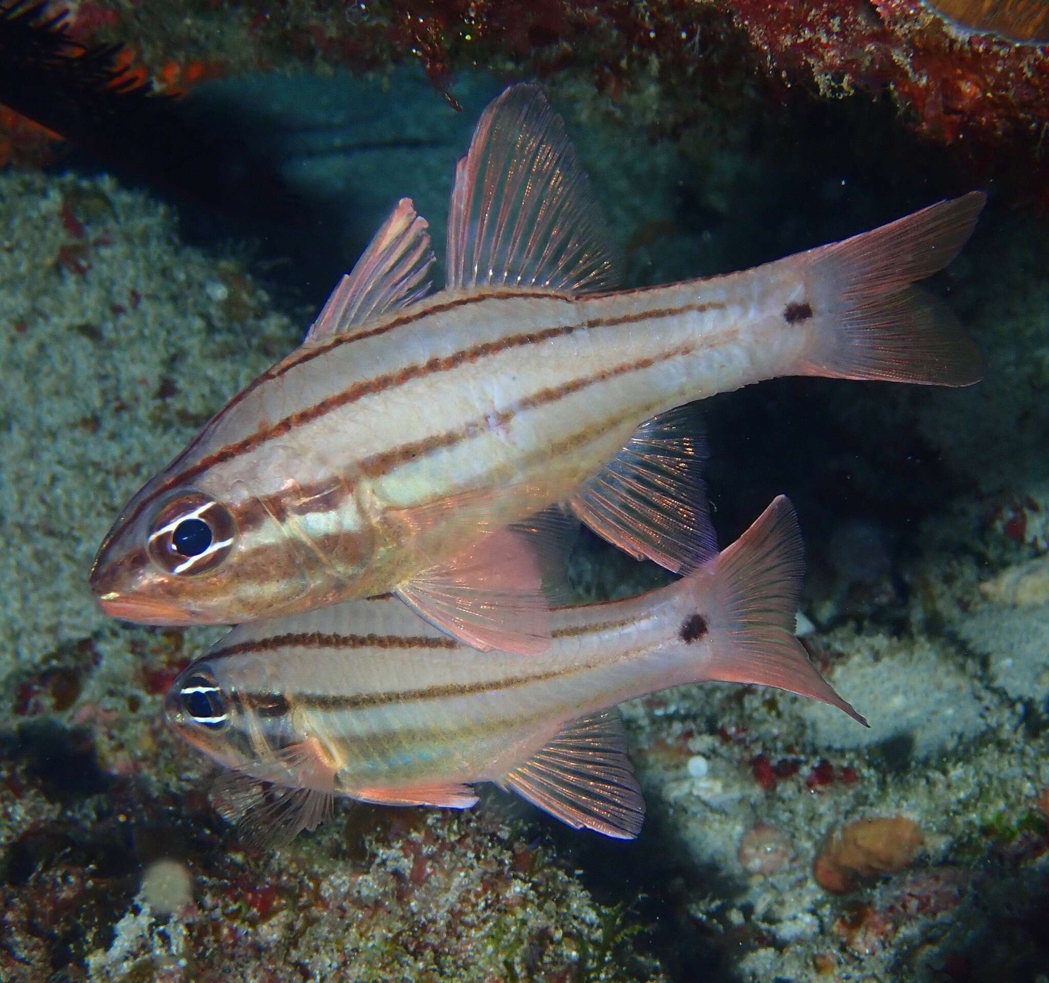 Image of Doederlein&#39;s Cardinalfish