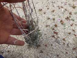 Image of yucca buckwheat