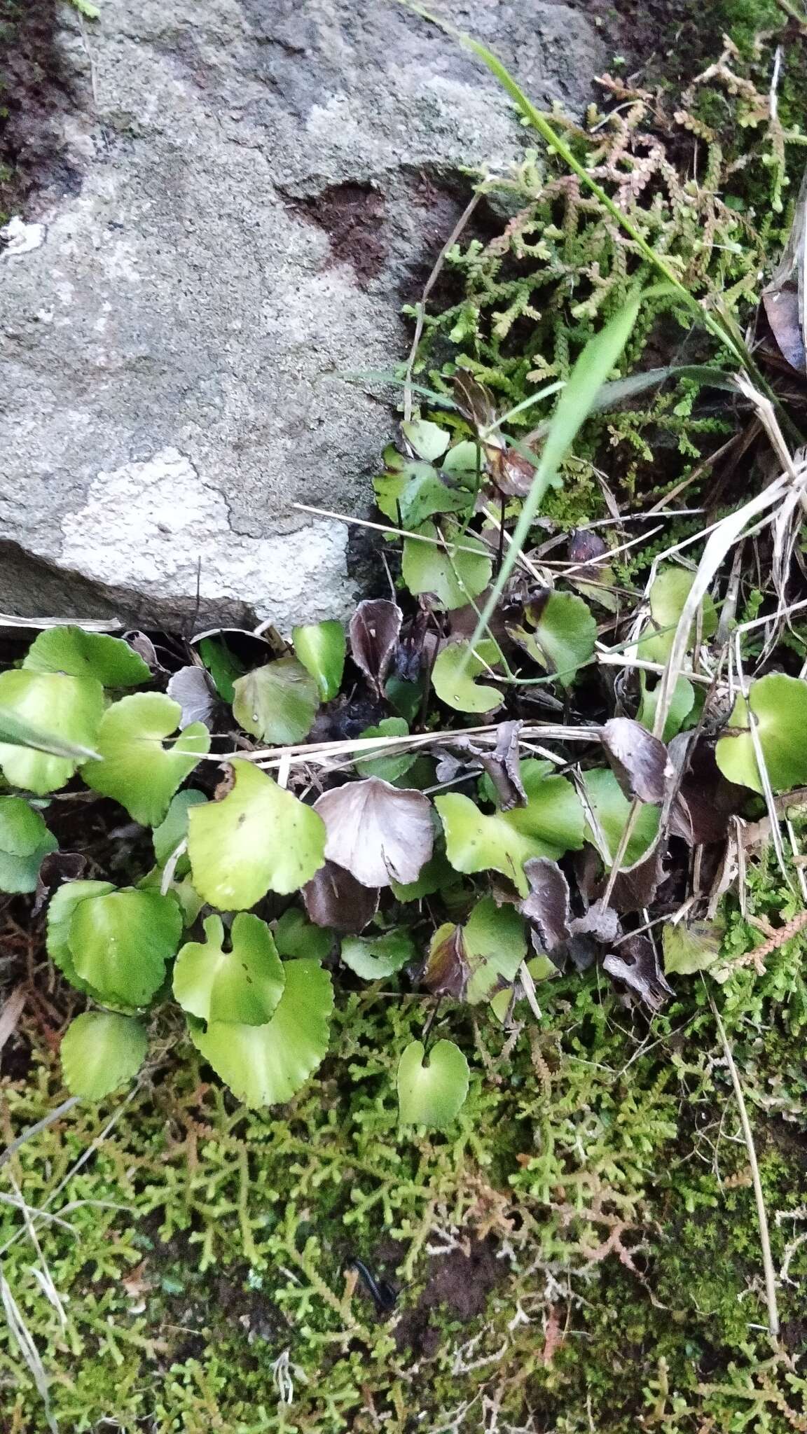 Image of lotus-leaved maidenhair fern