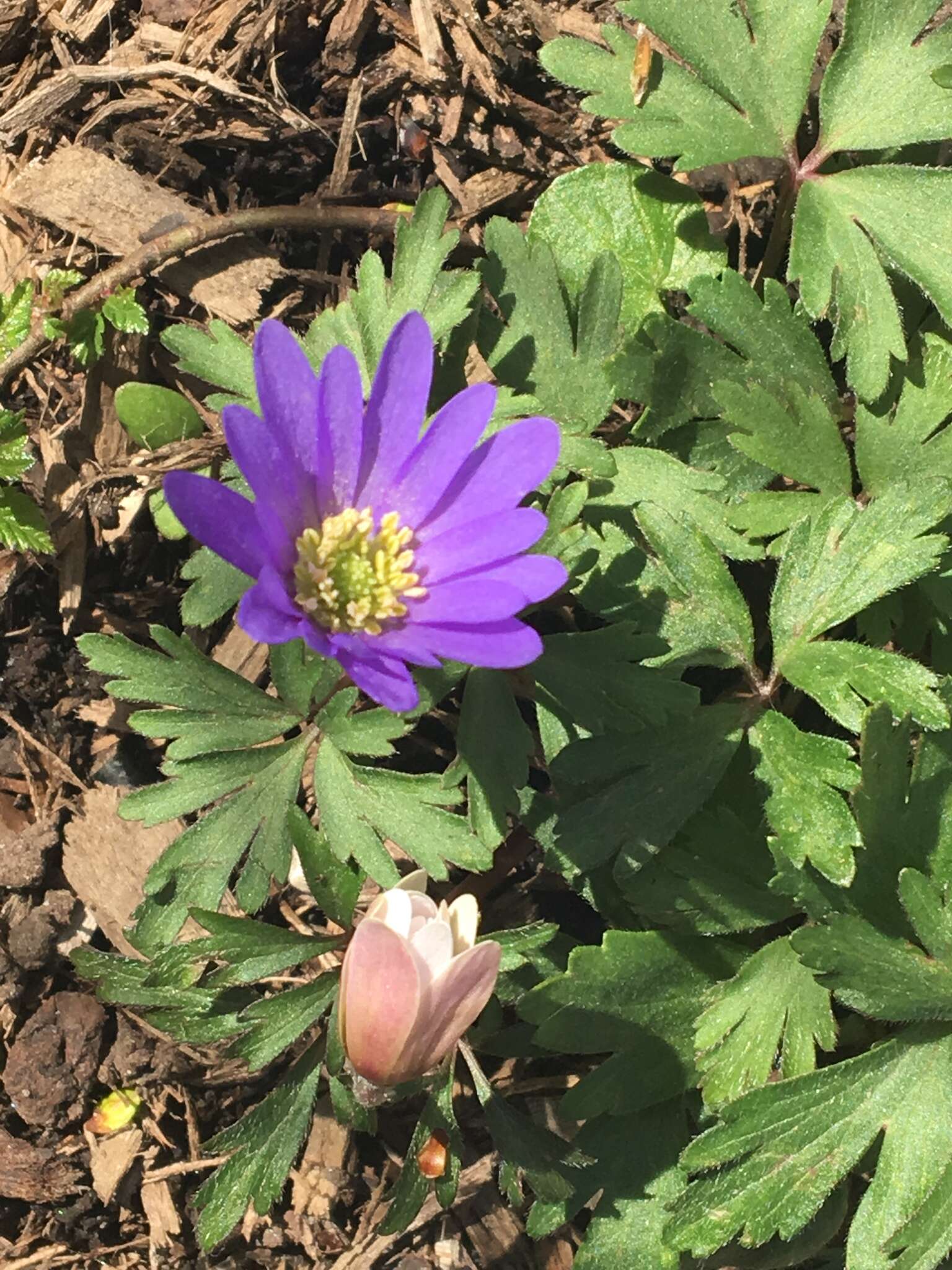 Image of Balkan Anemone