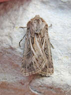 صورة Agrotis gladiaria Morris 1874