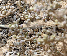 Image of Golden Fringe-fingered Lizard