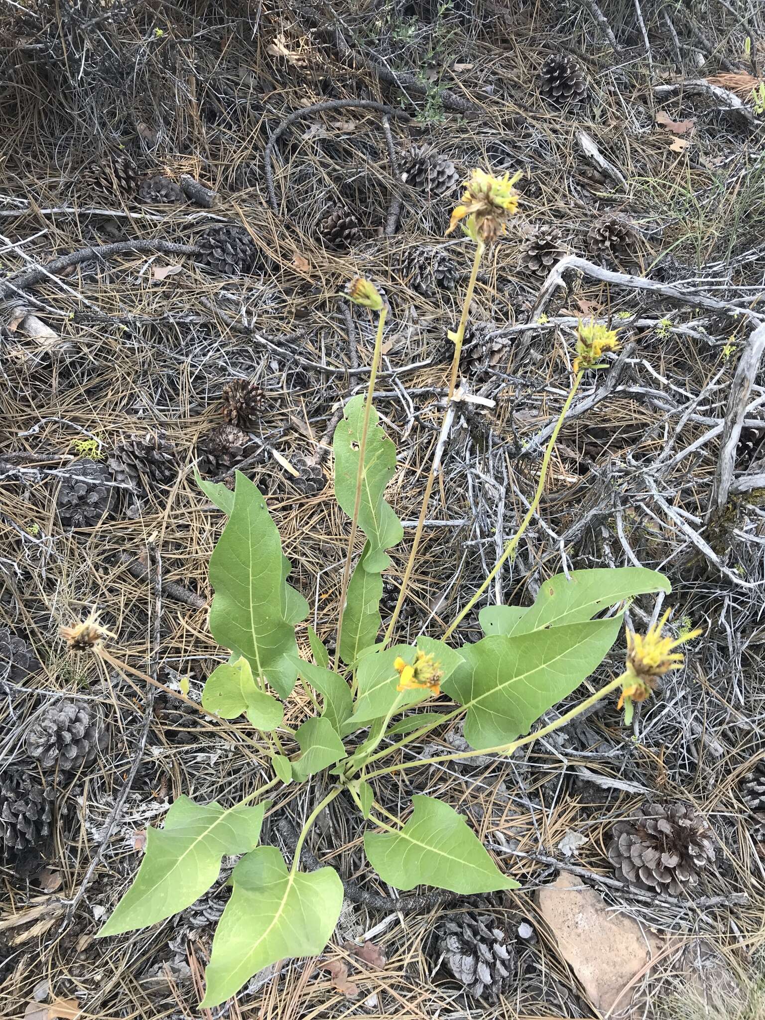 Image of Carey's balsamroot