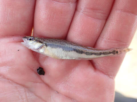 Image of Blackside Darter