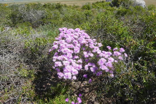 Image of Lampranthus stipulaceus (L.) N. E. Br.