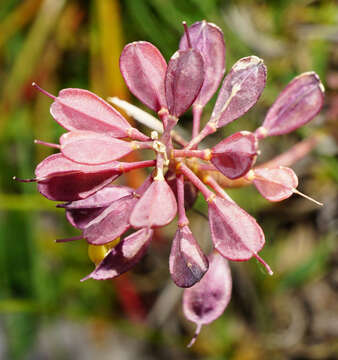 Image of <i>Noccaea alpestris</i>