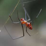 Image of Argyrodes zonatus (Walckenaer 1841)