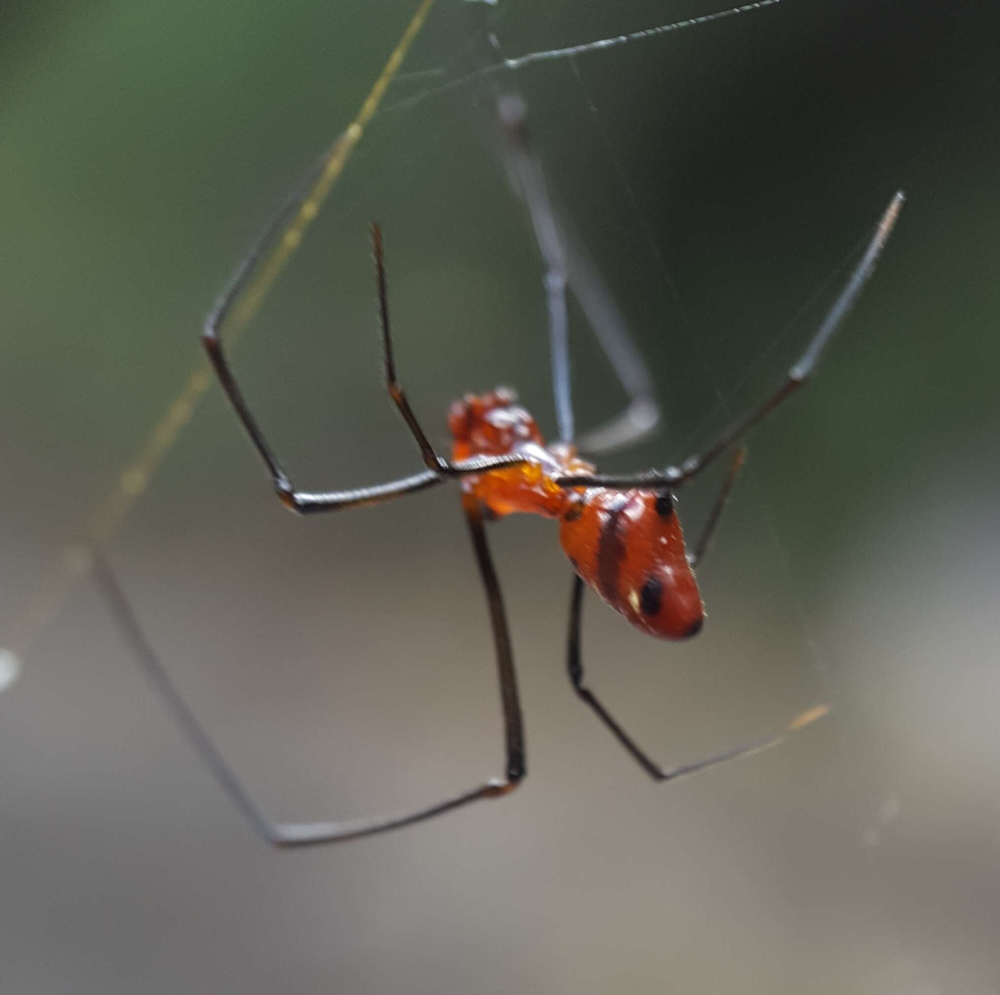 Image of Argyrodes zonatus (Walckenaer 1841)