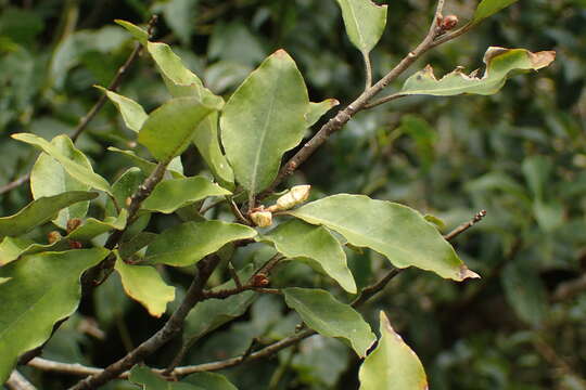 Image of Elaeagnus thunbergii Servettaz