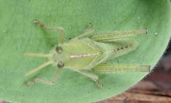 Image of Acanthacris