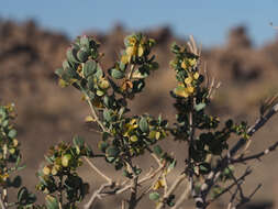 Image de Tetraena rigida (Schinz) Beier & Thulin