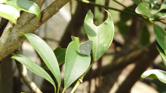 Image of Celastrina lavendularis himilcon (Fruhstorfer 1909)