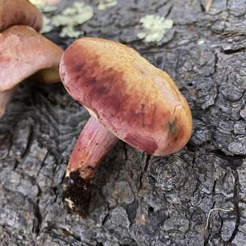 Image of Gymnopilus thiersii M. T. Seidl 1989