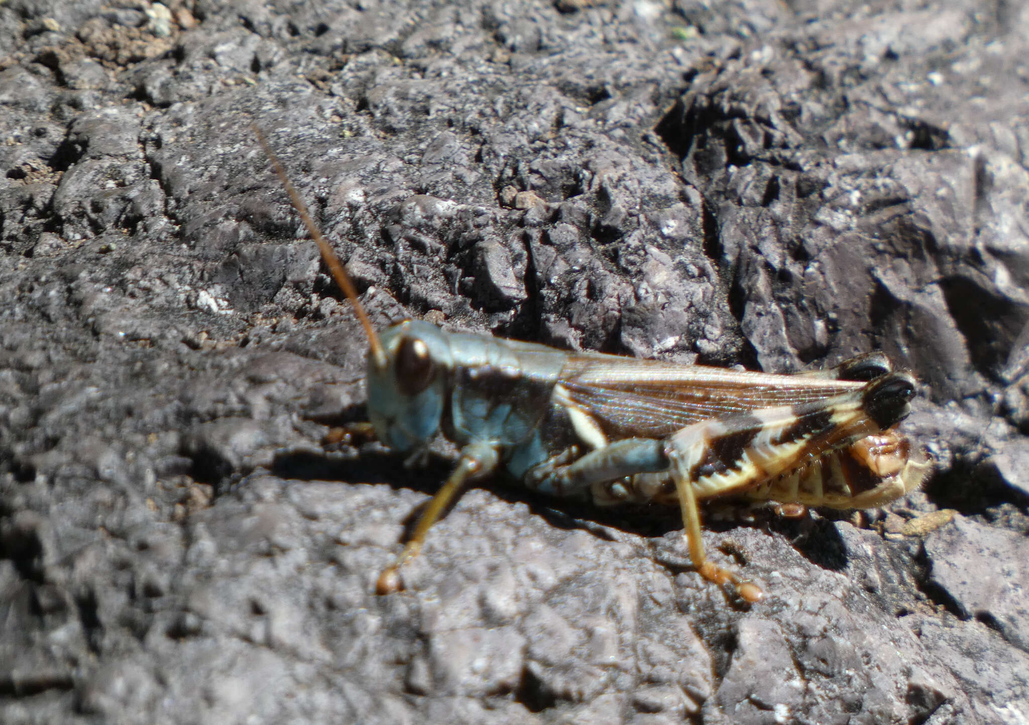 Melanoplus eumera Hebard 1920的圖片