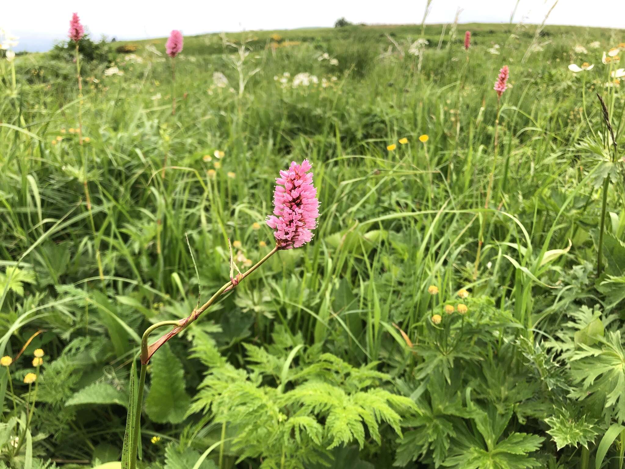 Image of Bistorta officinalis subsp. carnea (C. Koch) Sojak.