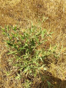 Image of feather-head knapweed