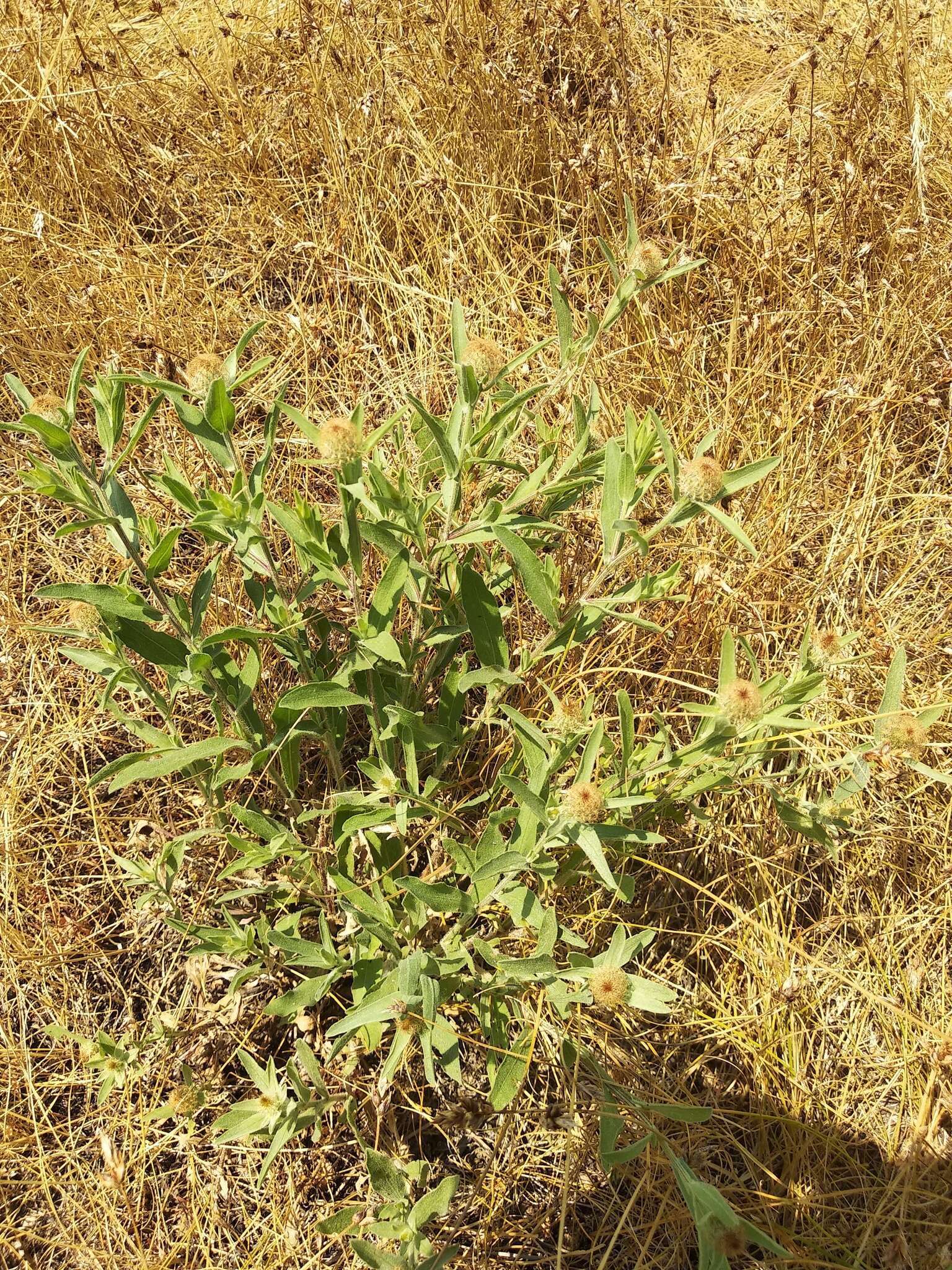 Слика од Centaurea trichocephala Bieb. ex Willd.