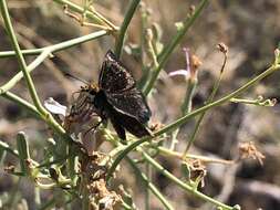 Image of Golden-headed Scallopwing