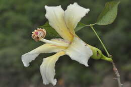 Image of Ceiba chodatii (Hassl.) P. Ravenna