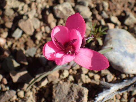 Image of Hesperantha humilis Baker