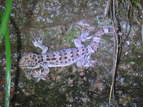 Image of Spotted Leaf-toed Gecko