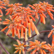 Image of Aloe striata Haw.