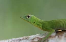 Image of Boulenger's Green Anole